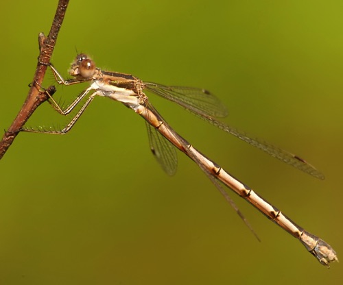 Female
6 Apr 2005  Early